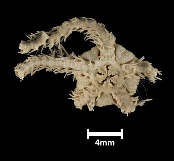 Media type: image;   Invertebrate Zoology OPH-1955 Description: Underside view of single ophiuroid specimen with a scale bar.;  Aspect: ventral
